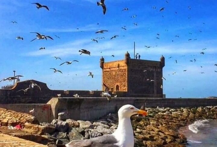Day Trip to Essaouira
