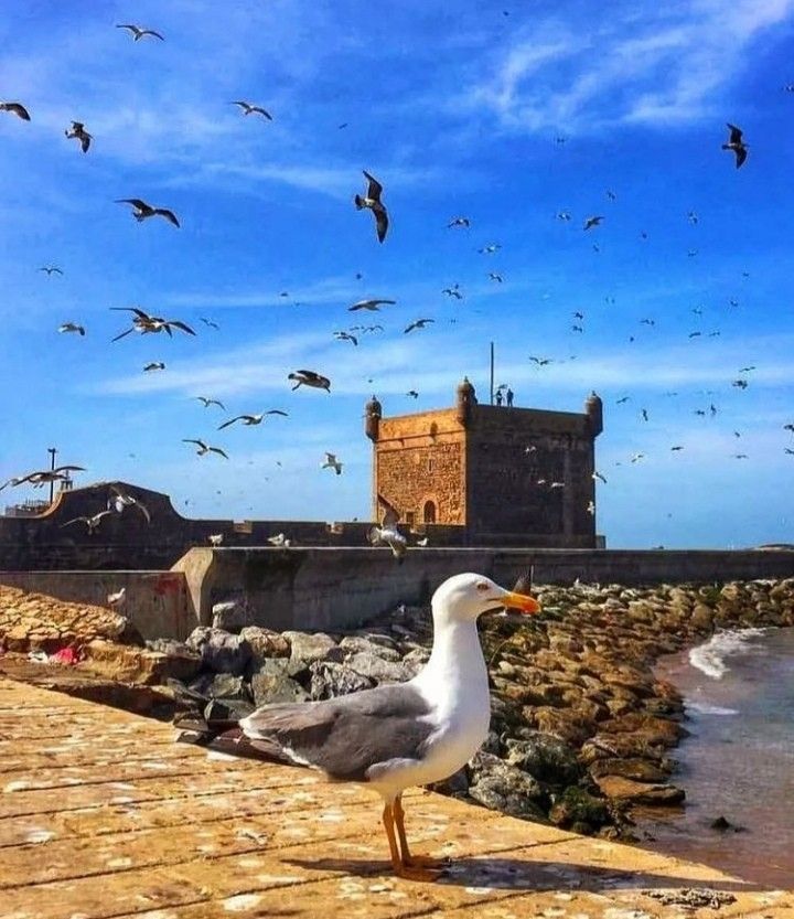 Day Trip to Essaouira
