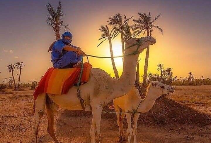 Quad Adventure in Palm Grove – Safari Marrakech Experience