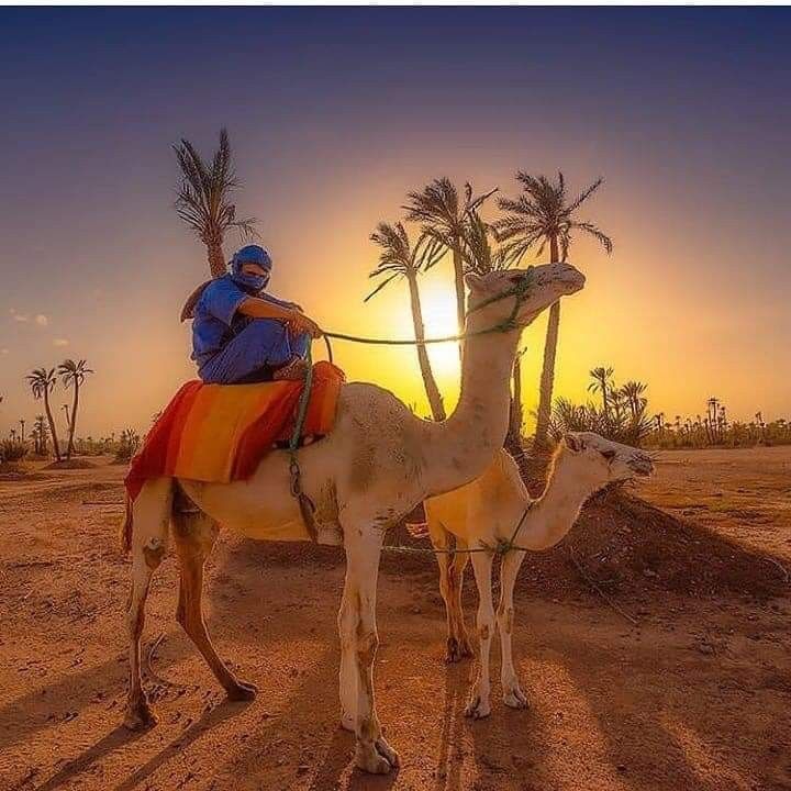 Quad Adventure in Palm Grove – Safari Marrakech Experience