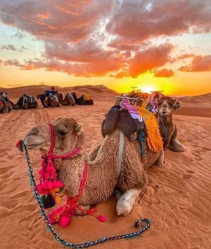 Merzouga desert 🇲🇦 (7)