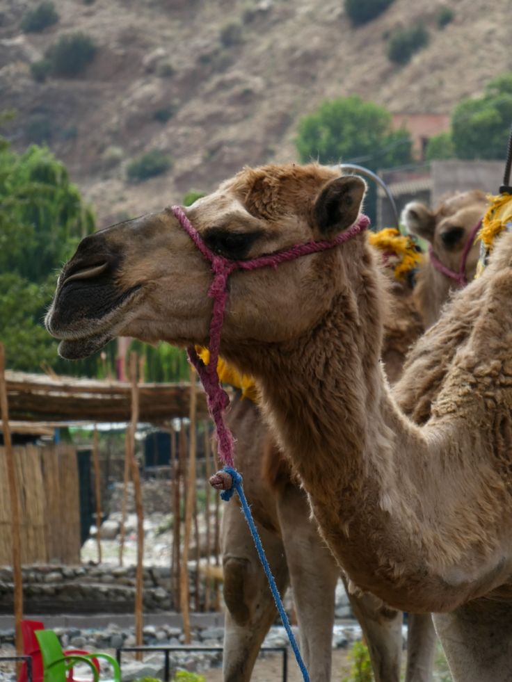 Ourika, Morocco (1)