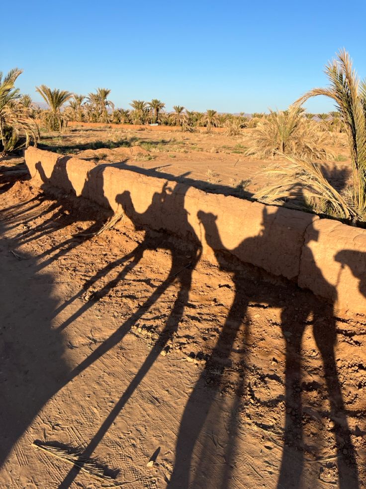 Sahara – Zagora, Morocco (1)
